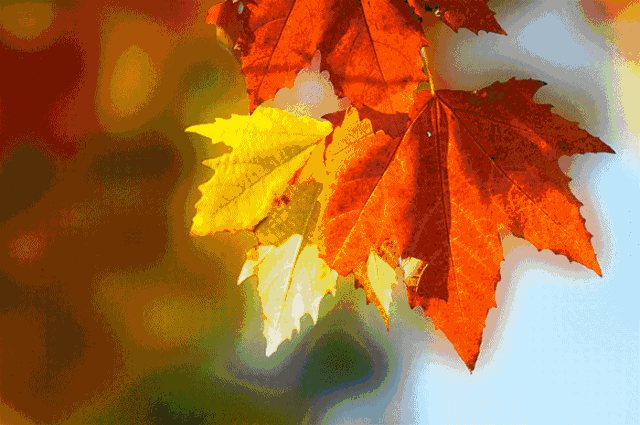 640_425gif 动态图 动图