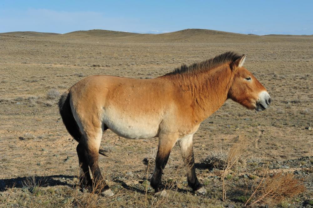 我国独有的动物白鳍豚,宣布灭绝多年,如今又出现了?