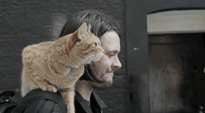 流浪猫鲍勃去世了你有什么想说的吗