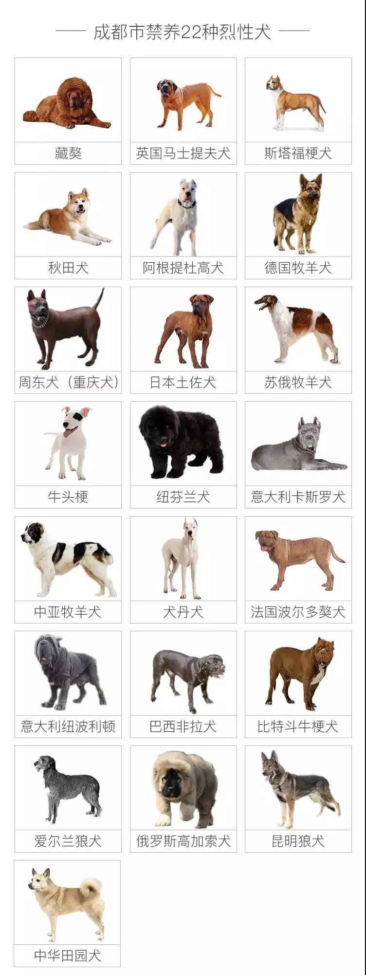 官方公布22种烈性犬禁养名单 快来看看你家二狗子是否在列