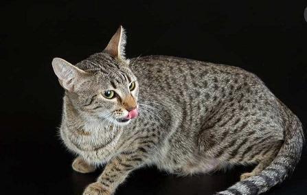 集高贵与神秘于一身的法老王猫,如何饲养,教你几招