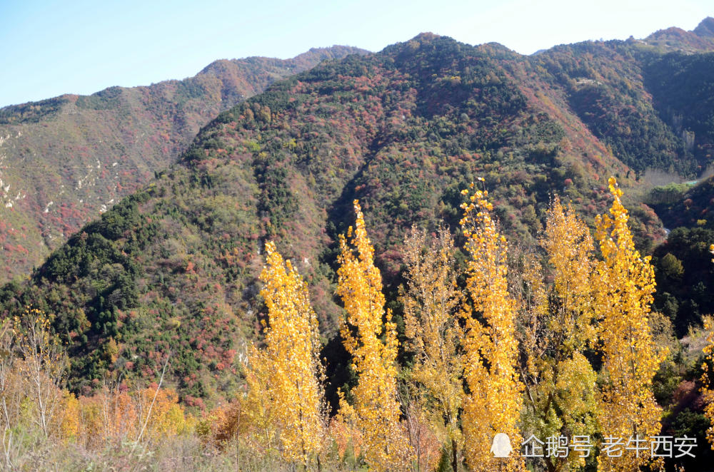 金秋天子峪 斑斓五彩装扮大秦岭
