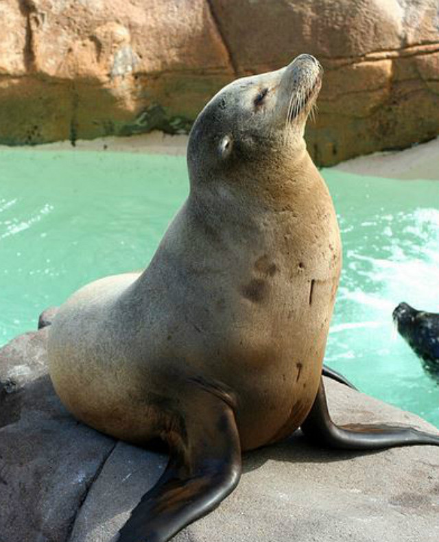 海狮的胡子比耳朵还要灵敏,可以听到几十来海里外的声音