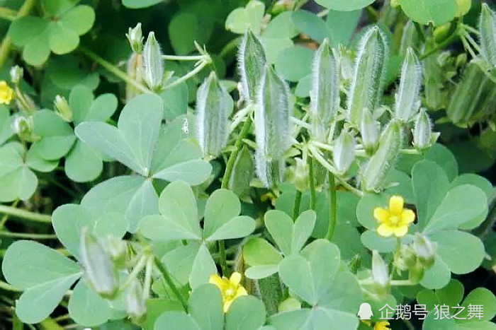 小时候吃的酸酸草 地下还有水晶萝卜?网友:都