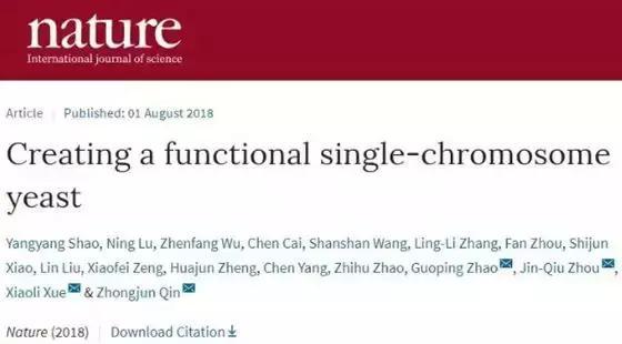 首例人造单染色体真核细胞诞生 中国科学家谈如何冲击世界难题