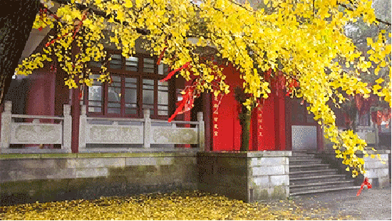 银杏树都变成金黄的啦!