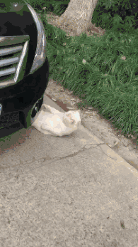 猫咪躺在汽车下面做仰卧起坐,网友好奇凑上去,看清后立马笑喷