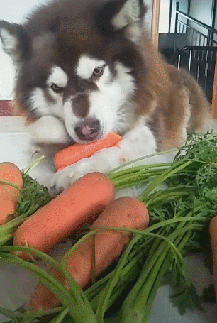 阿拉斯加狗狗爱吃萝卜,大口大口吃的香,真叫人羡慕