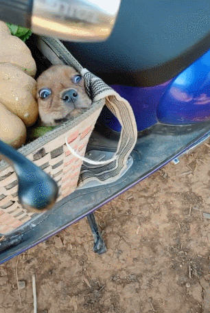 主人带小狗狗去摘菜,小狗狗装进菜篮子,狗狗的表情亮了