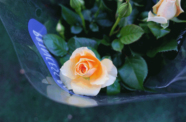 收到鲜花是一件很浪漫的事那么,收到花苗是不是一件延续浪漫的事呢比