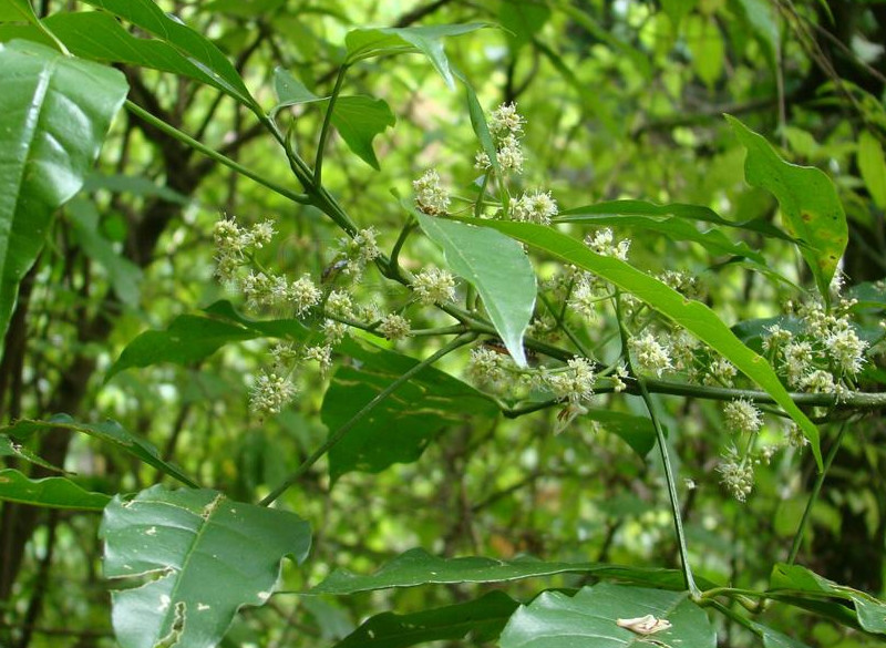 农村植物"鸡骨树",具有珍贵的药用价值,农民却将它拿来当柴烧