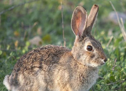农村老人常说的兔子没尾巴随根儿是什么