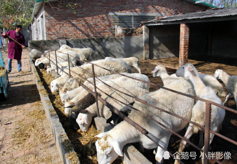 男子利用秸秆发酵搞养殖 一年收入20万元