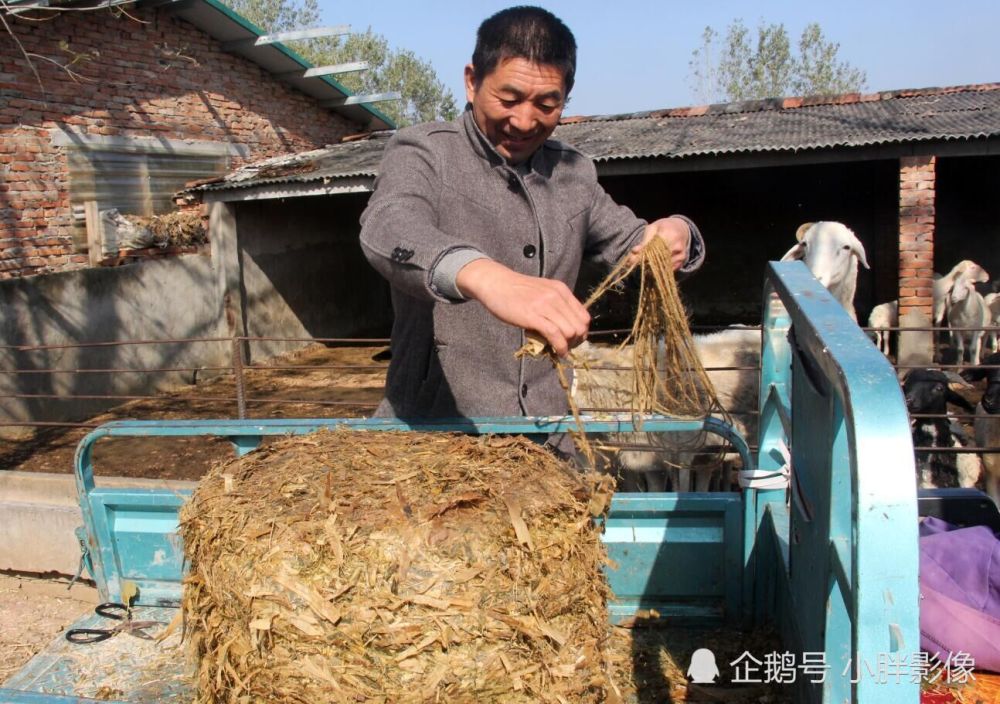 男子利用秸秆发酵搞养殖 一年收入20万元