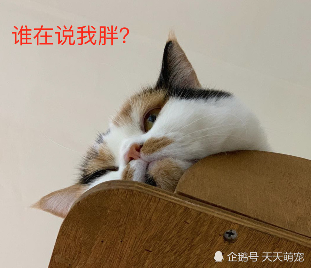 猫咪被说胖,情急之下竟然捂住主人的嘴?喵:再说翻脸!