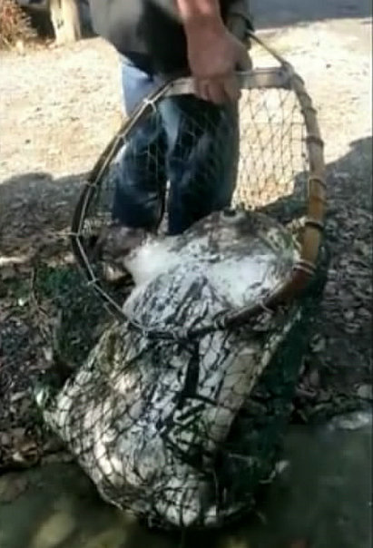 成语什么龟成鳖_翕中之鳖成语图(3)