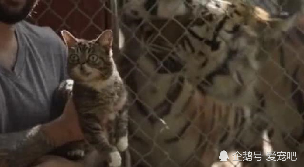 小猫咪第一次见到老虎,丰富小表情瞬间亮了,猫:这是我哥吗?
