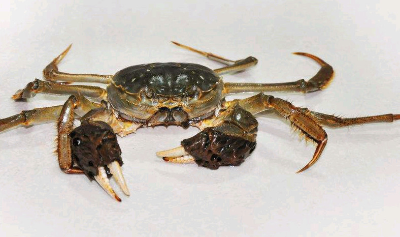 螃蟹身上的"脏部位",含有大量脏东西不能食,看完告诉身边人!