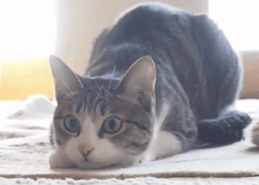 这只猫咪是成精了吗?