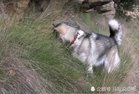 二哈在野外抓老鼠,狗专注抓鼠的姿态让人笑喷,还是一本正经的傻