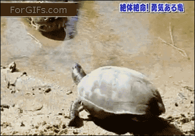 387_269gif 动态图 动图