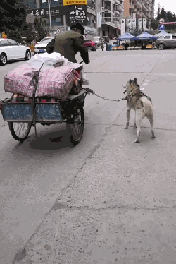 哈士奇帮老爷爷拉车,网友觉得不可思议,搞清原因后直夸二哈懂事
