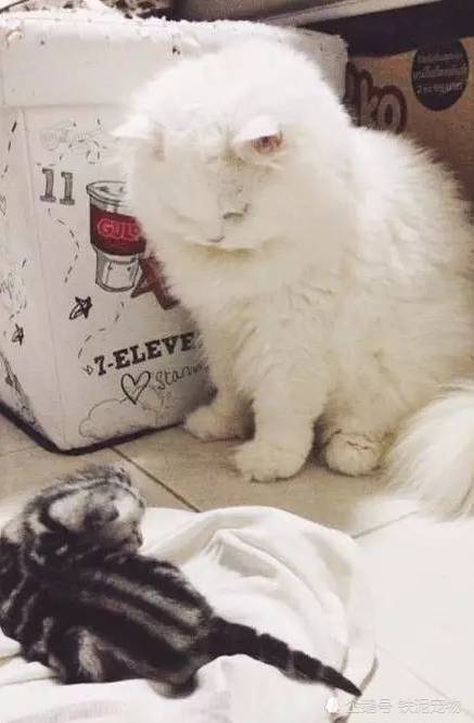 买只猫崽给白猫作伴,但一年后宠主却想抽自己