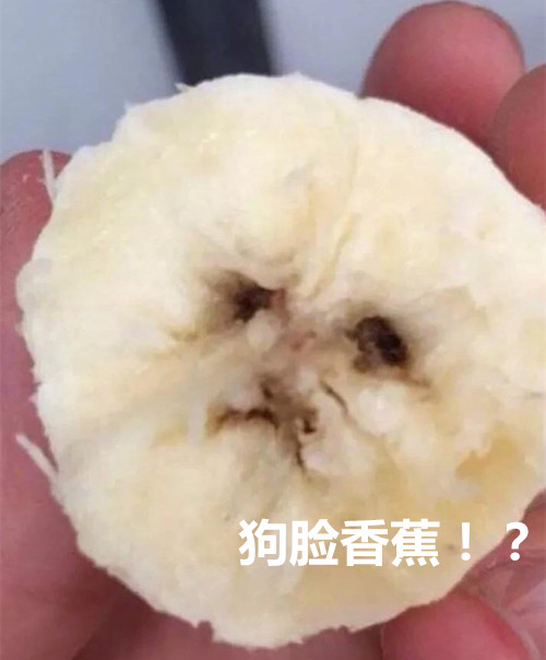 女儿养了一只狗,莫名觉得有点眼熟,直到吃香蕉