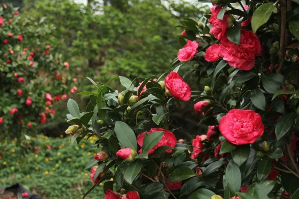茶花新品种 棕榈四季茶花