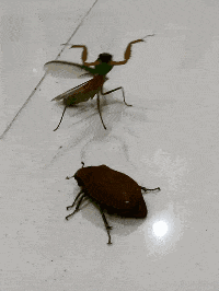 gif:我就是爱音乐,别让我停下来