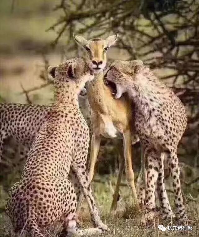 北龙湖豪宅大斗法,50多位地产老板却都选择了