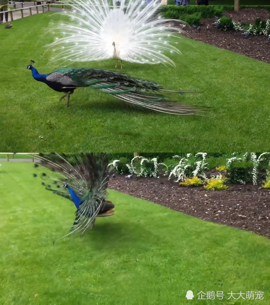 孔雀这种动物大家都不陌生吧,它们身上长着漂亮的羽毛,很多人都会
