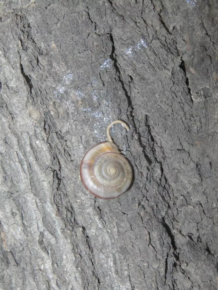 从机场辅路到望京公园的蜗牛