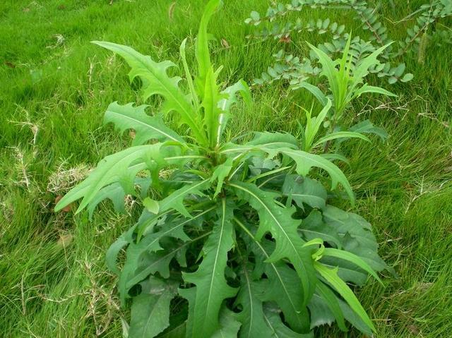 农村这种叫做"鸭子食"的野菜,却被城里人称为"高钙菜"