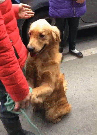 老婆怀孕后,主人要卖掉养了4年的金毛,狗狗的反应让人心疼