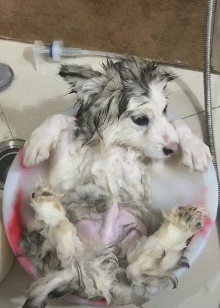 狗狗躺在盆里洗澡,丑萌得让人过目难忘,狗:可爱不?