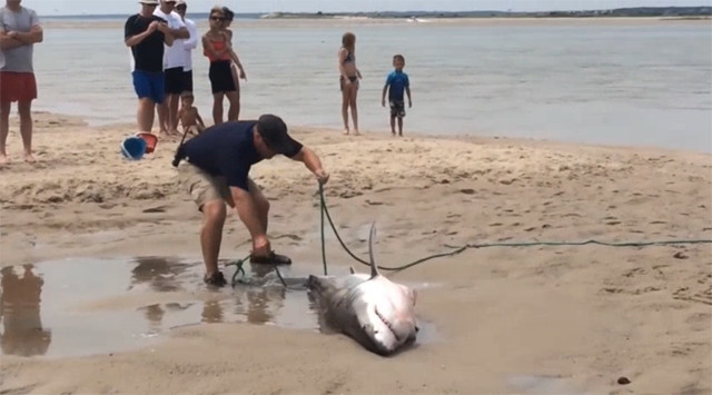 鲨鱼袭击事件后,一条大白鲨在沙滩搁浅,他们研究后决定:救!