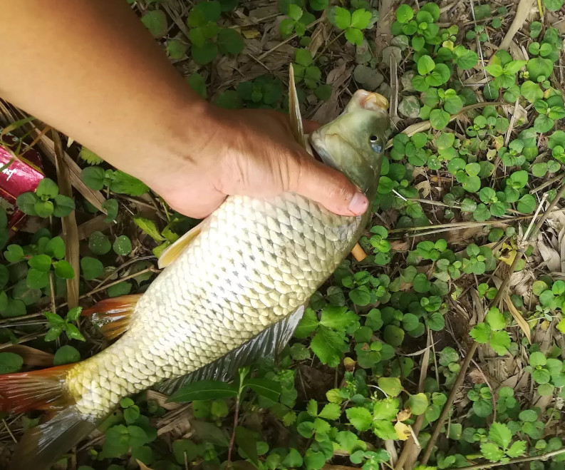 农村随意找的野塘钓鱼,半天鱼获自己都惊讶,钓