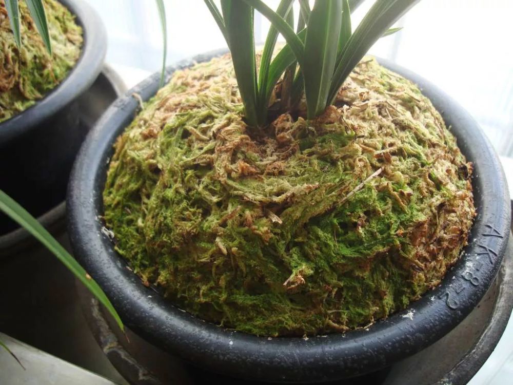 花店盆栽总太美 那是你不懂有一种盆栽种法叫水苔搭配