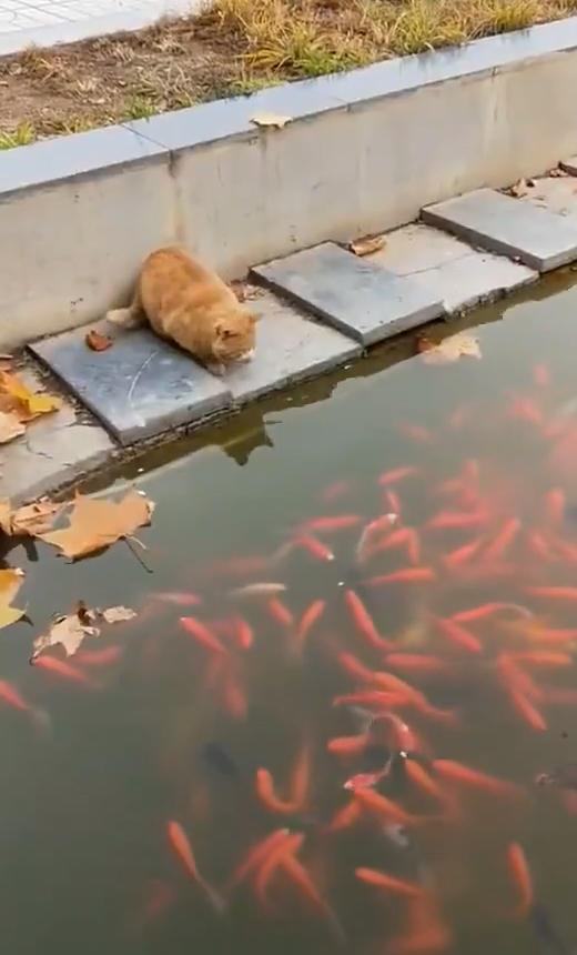橘猫趴在岸边盯着鱼看,接着一幕让人笑喷,网友:怪不得那么胖