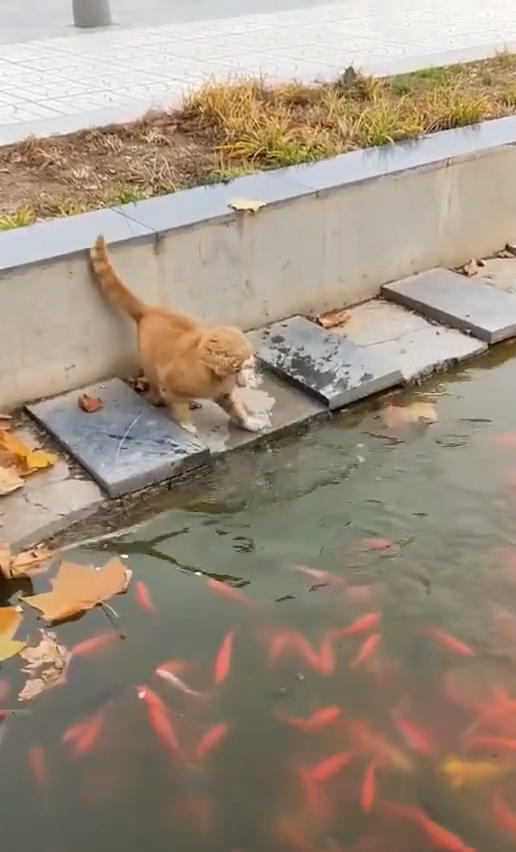 橘猫趴在岸边盯着鱼看,接着一幕让人笑喷,网友:怪不得那么胖