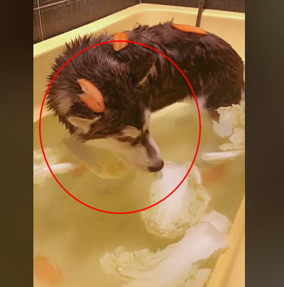 主人热情给哈士奇洗澡,边洗边下作料,二哈:求求你饶了我狗命