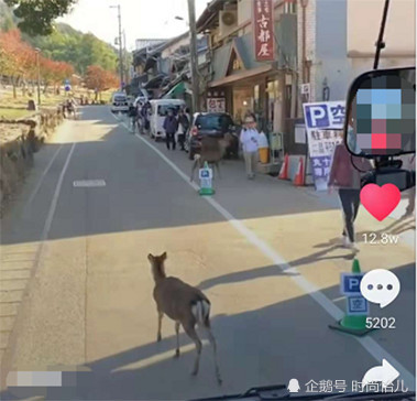 有一种堵叫堵鹿,公交车跟在后面慢慢走,网友