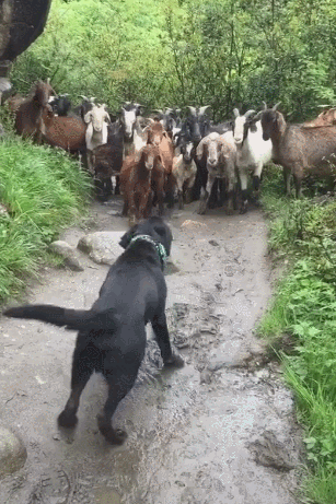 黑狗面对一群羊儿,大声吼叫堵路,羊群:这货是什么鬼