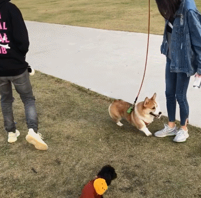 偶遇王思聪与女友遛狗,看到柯基犬身上的挂件