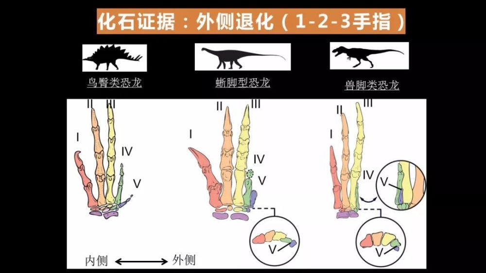 巨大的恐龙怎么样变成了鸟类?巨大的猿猴进化成了人类?
