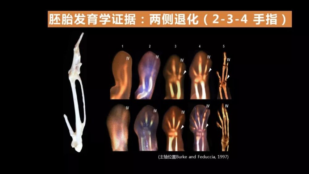 巨大的恐龙怎么样变成了鸟类?巨大的猿猴进化成了人类?