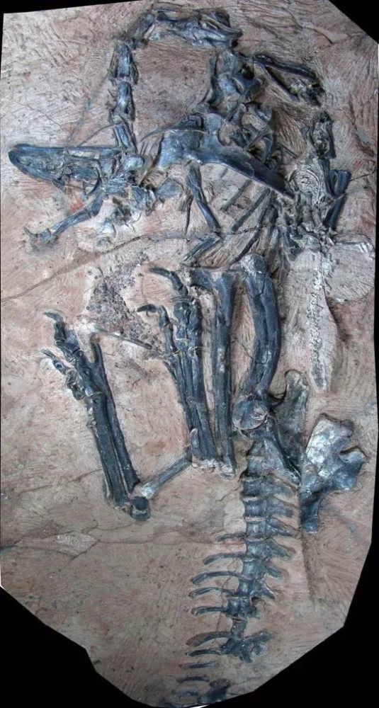 巨大的恐龙怎么样变成了鸟类?巨大的猿猴进化成了人类?