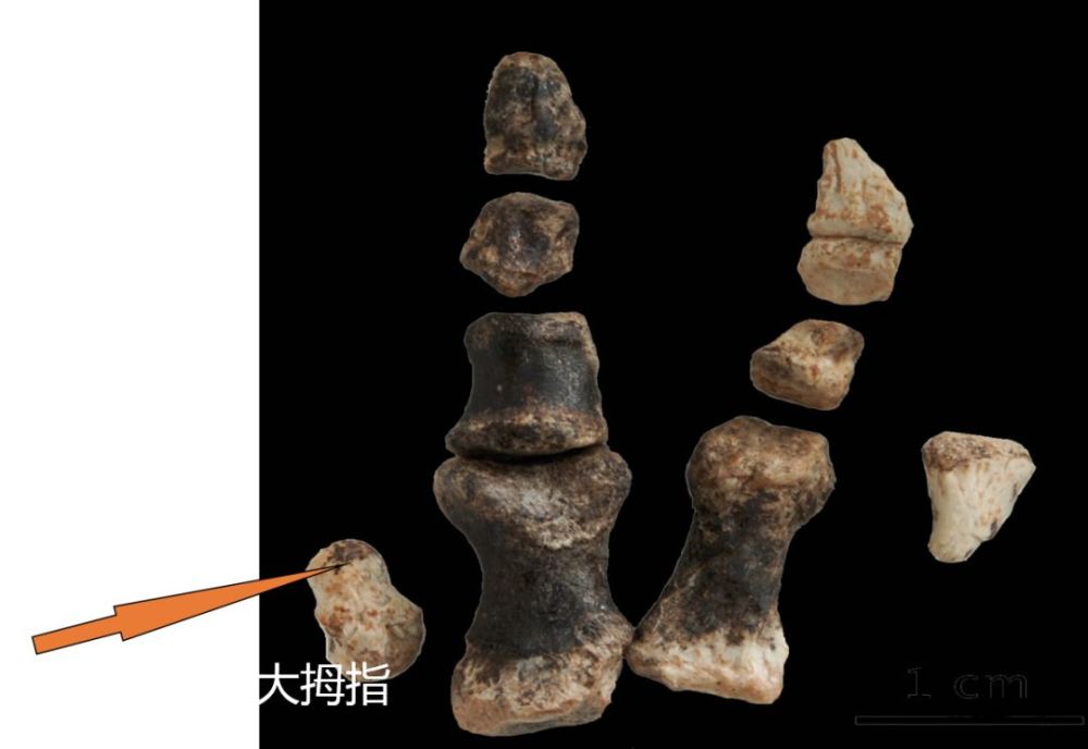 巨大的恐龙怎么样变成了鸟类?巨大的猿猴进化成了人类?