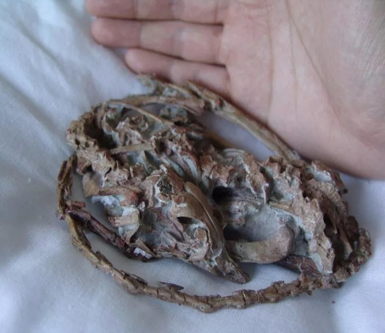 巨大的恐龙怎么样变成了鸟类?巨大的猿猴进化成了人类?